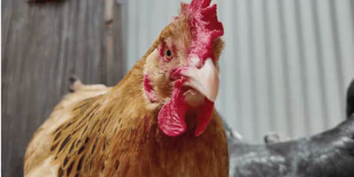 Austin Bloom banner video desktop